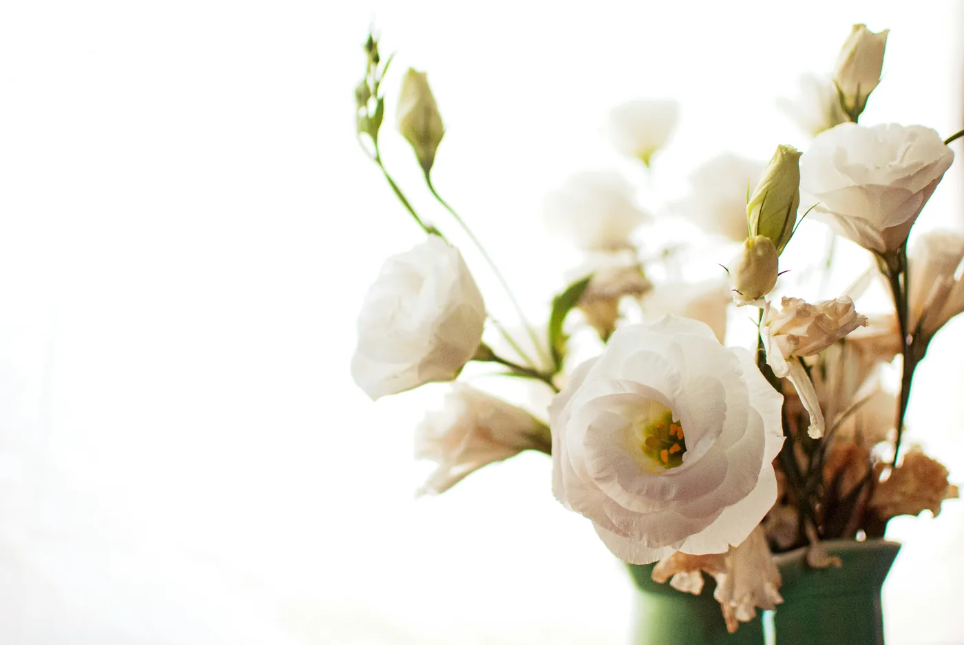 Lisianthus blancs en fleurs