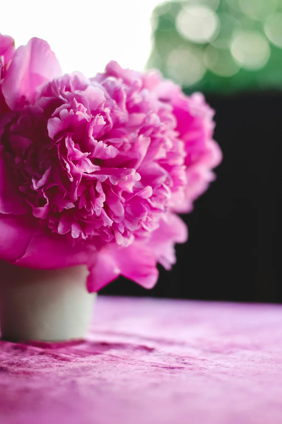 Pivoines fuchsia épanouies dans un vase, sur une table rose