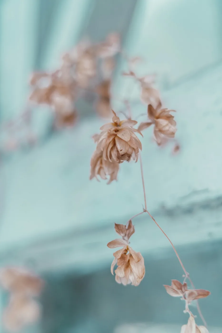 Fleurs séchées aux tons rose pastel